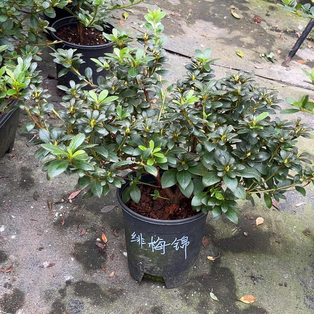 皋月杜鹃花绯梅锦
