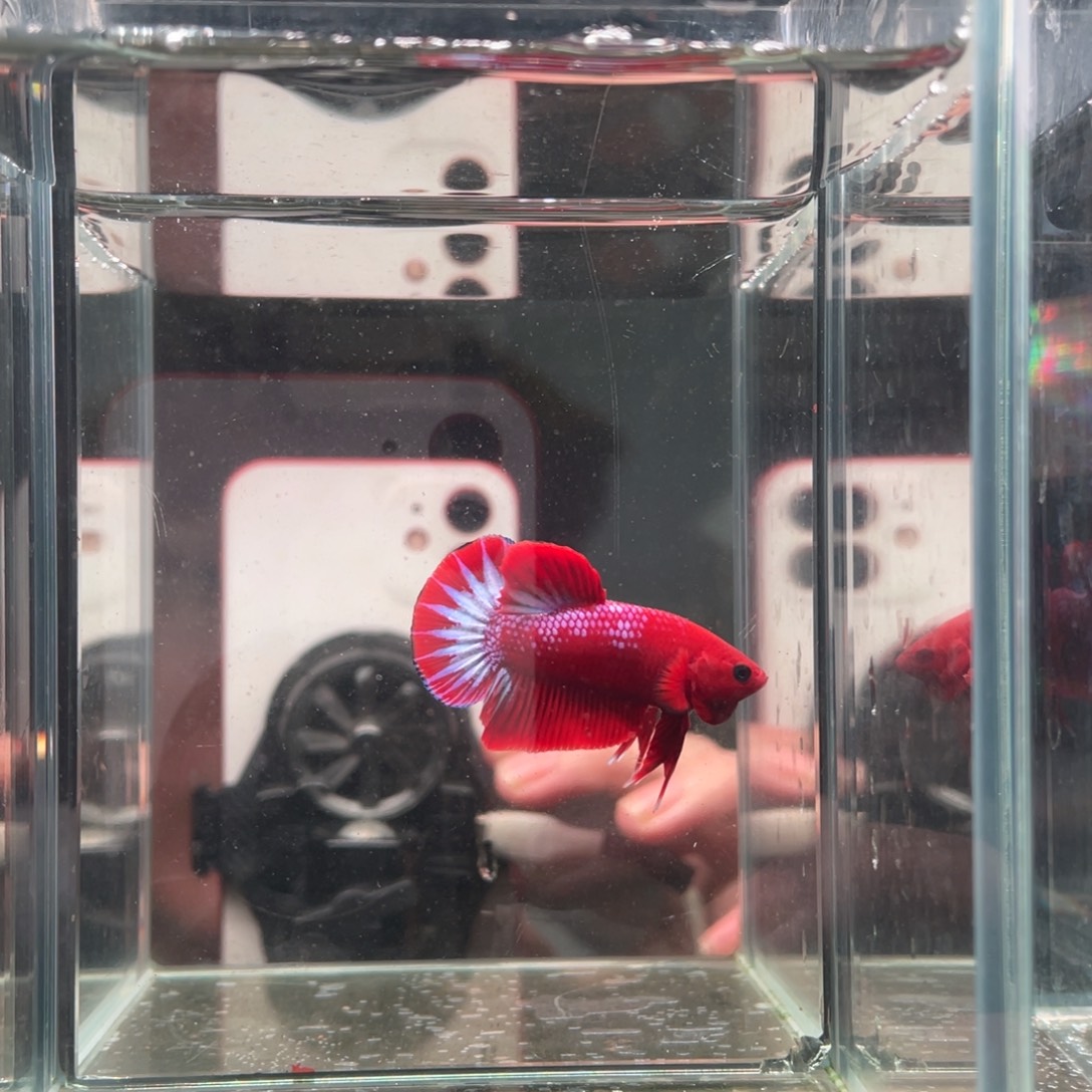 斗鱼印尼精品斗鱼67