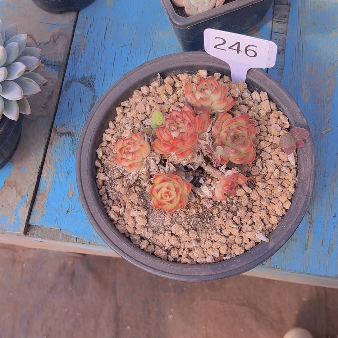 h****3246月亮石25。。。