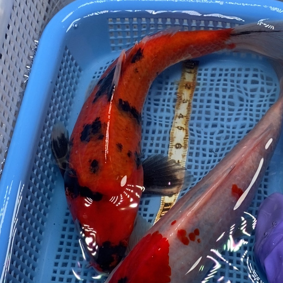 锦鲤冷水锦鲤包邮