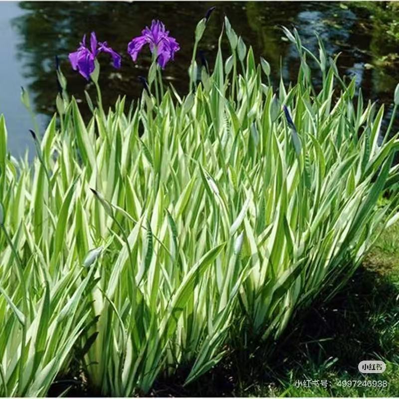 花叶玉蝉花 花园开花观叶
