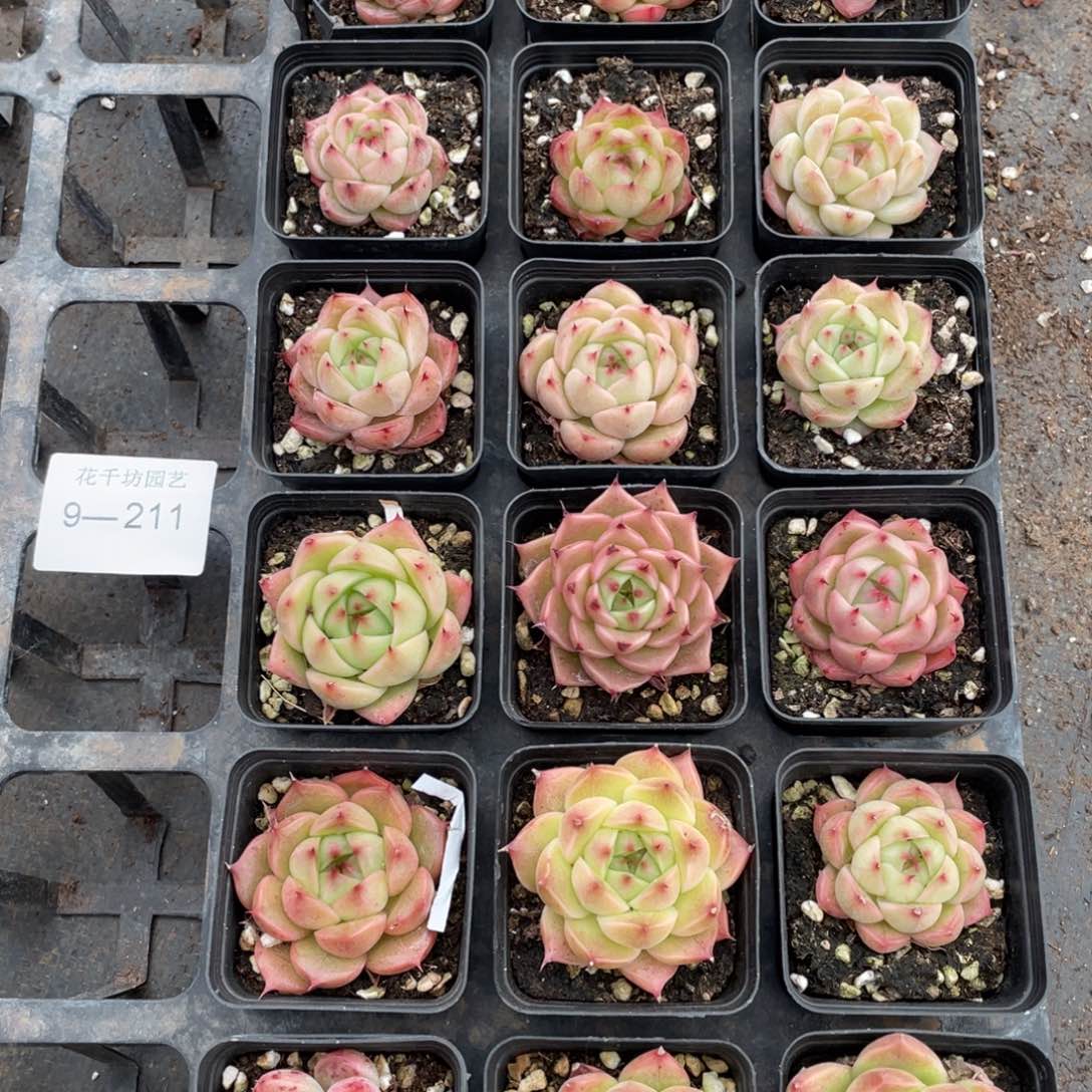 一物一拍18颗9-211