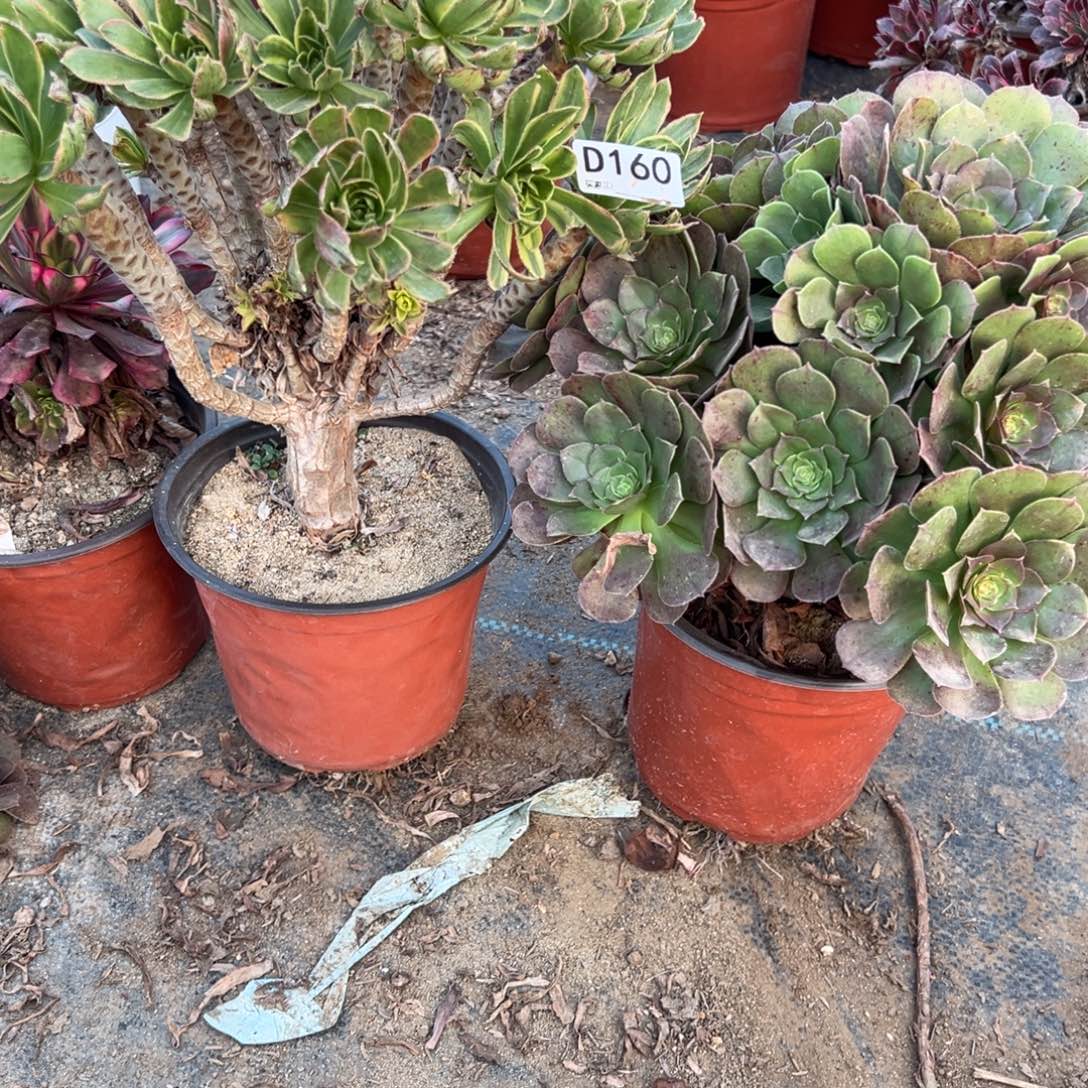 160两颗组合多肉植物法师多肉