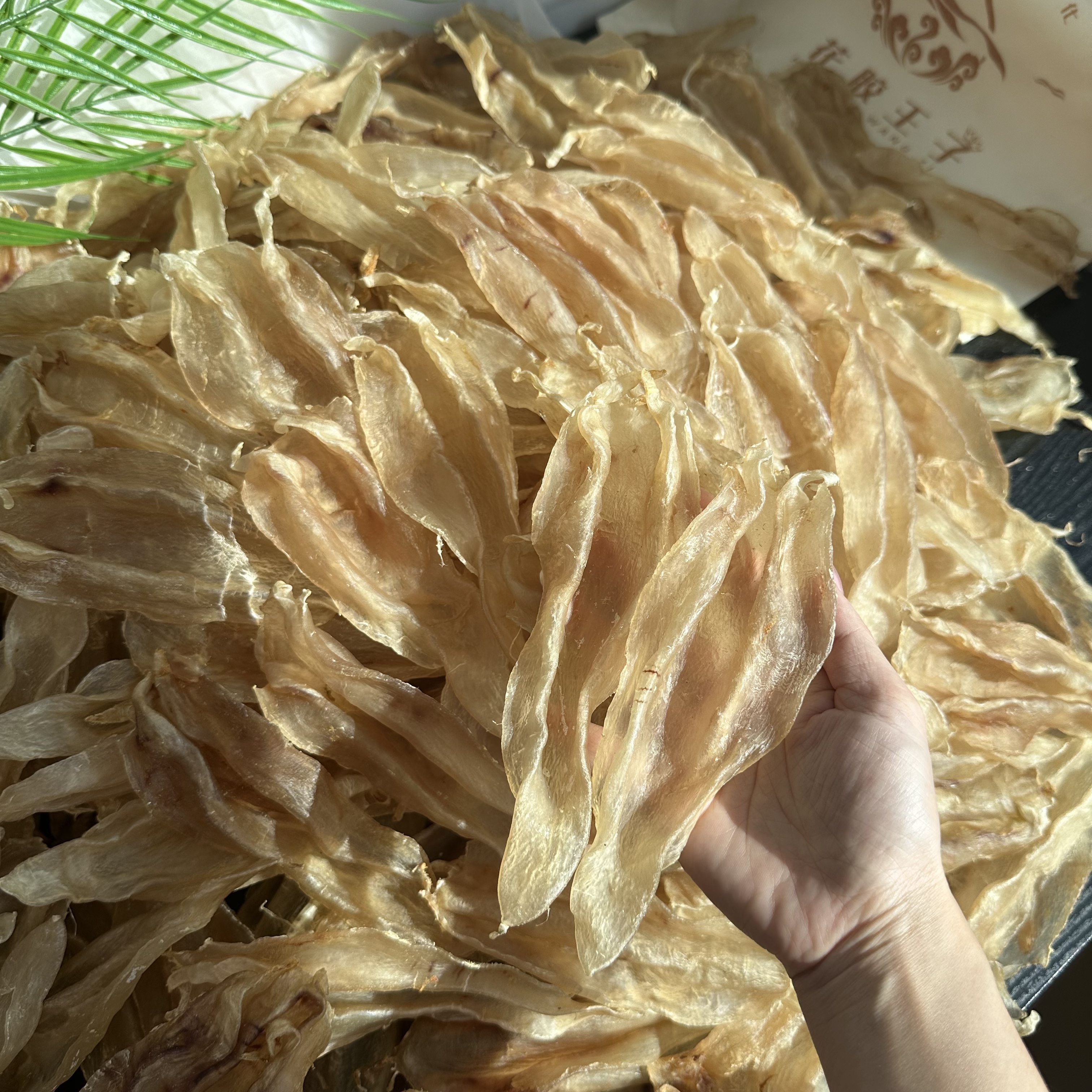 花胶王子-精选北海尖尾母胶高胶原蛋白