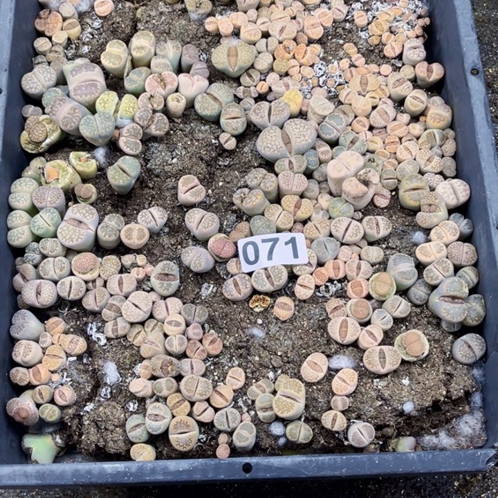 071 生石花一物一图如图带框