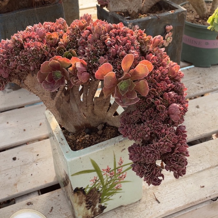 多肉葡萄等经济果品种植户提供技术