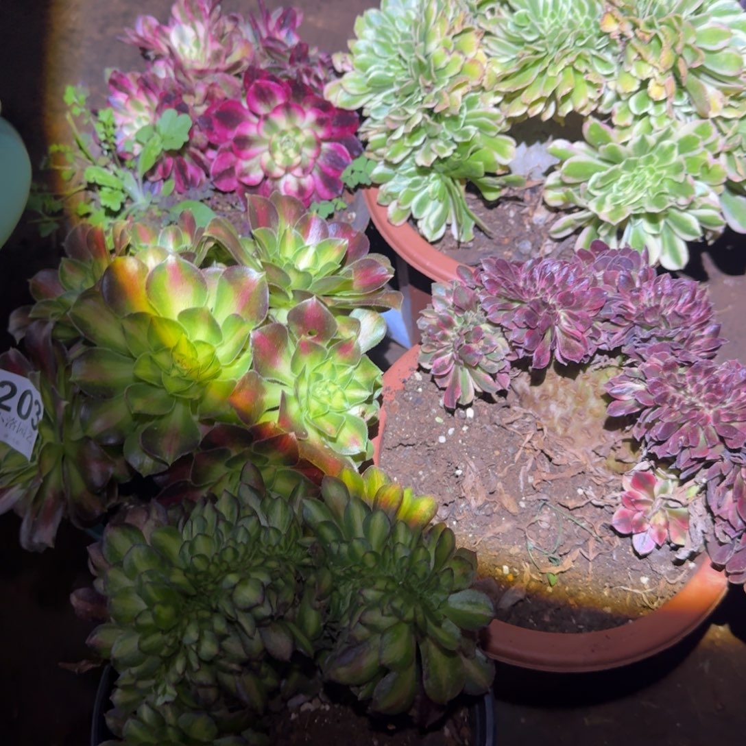 203五颗组合缀化多肉植物满28包邮