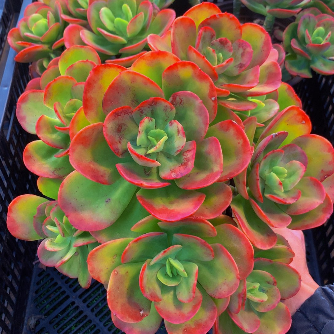 红梅群多头一颗多肉