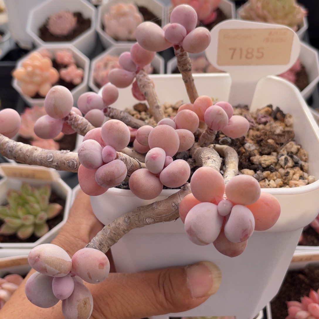 桃蛋7185-12.0厘米