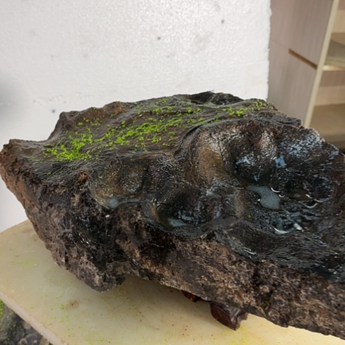 【闪购商品】香榧木天**翁放假回家的时候发现是低