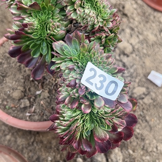 展***来多肉植物一个朝霞