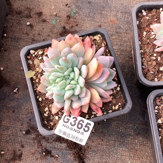 嫦娥缀化默认侧切365