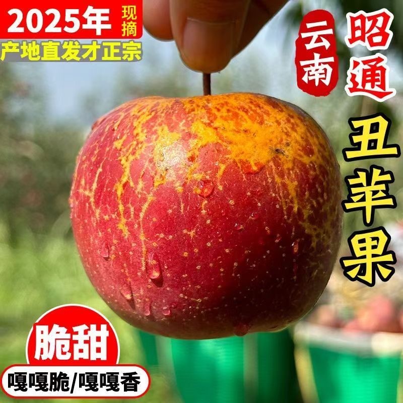 【现摘现发】云南昭通丑苹果25年新果脆甜多汁坏果包赔