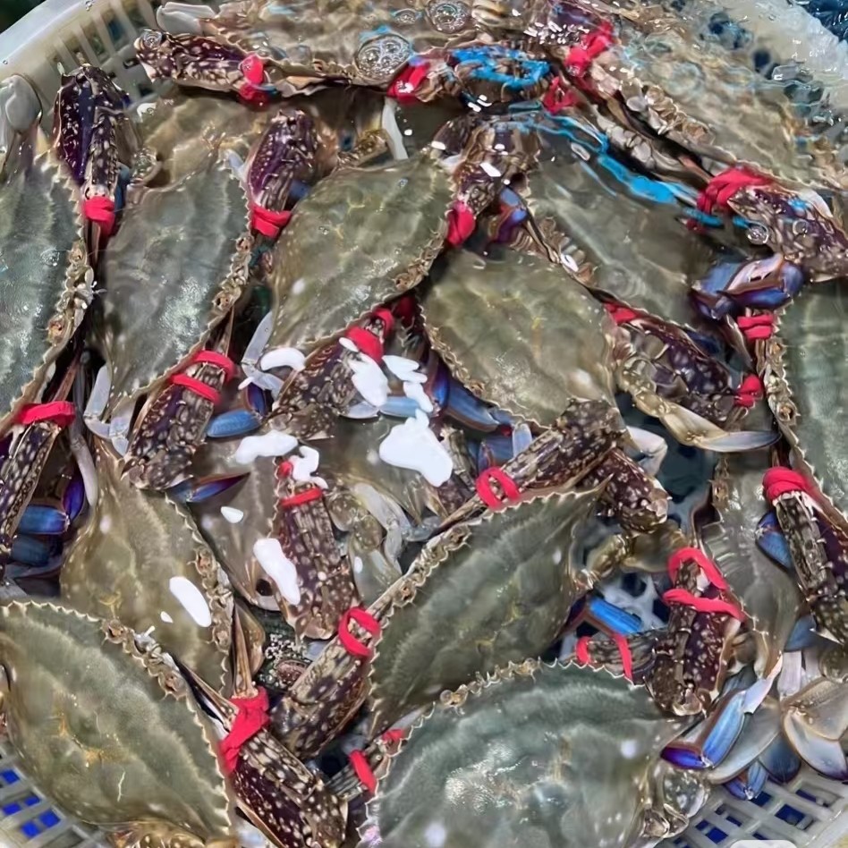 【鲜活舟山梭子蟹1只】150~250g(规格3-5两)需要多大拍多大·非【保鲜不保活】