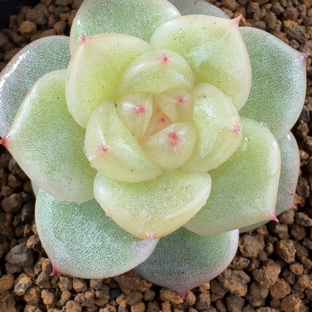 1220-9-花满衣单头一颗多肉