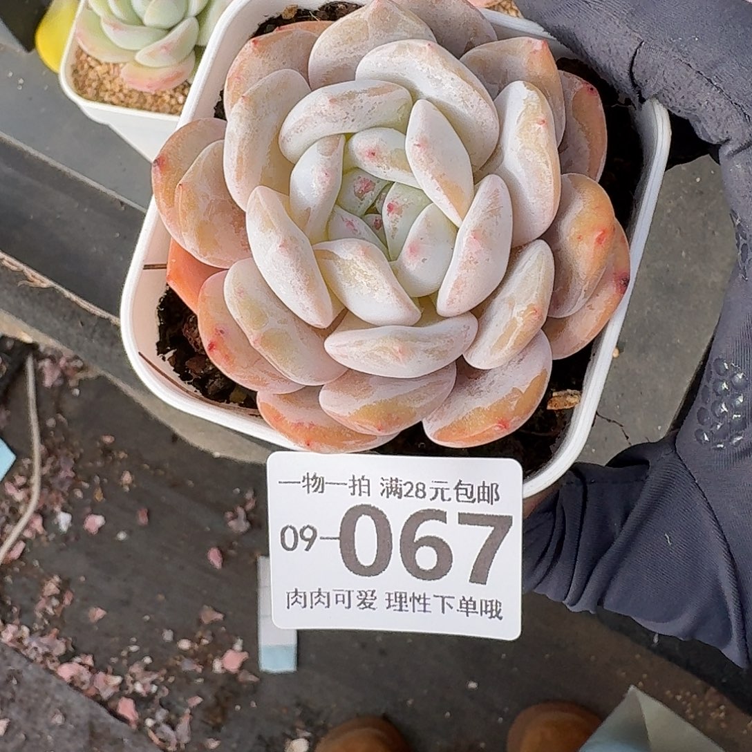 奶盖无盆无发货无