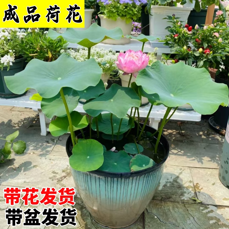 荷花盆栽水养藕苗产品盆栽观赏莲花带花苞发货重瓣直播批发出售种