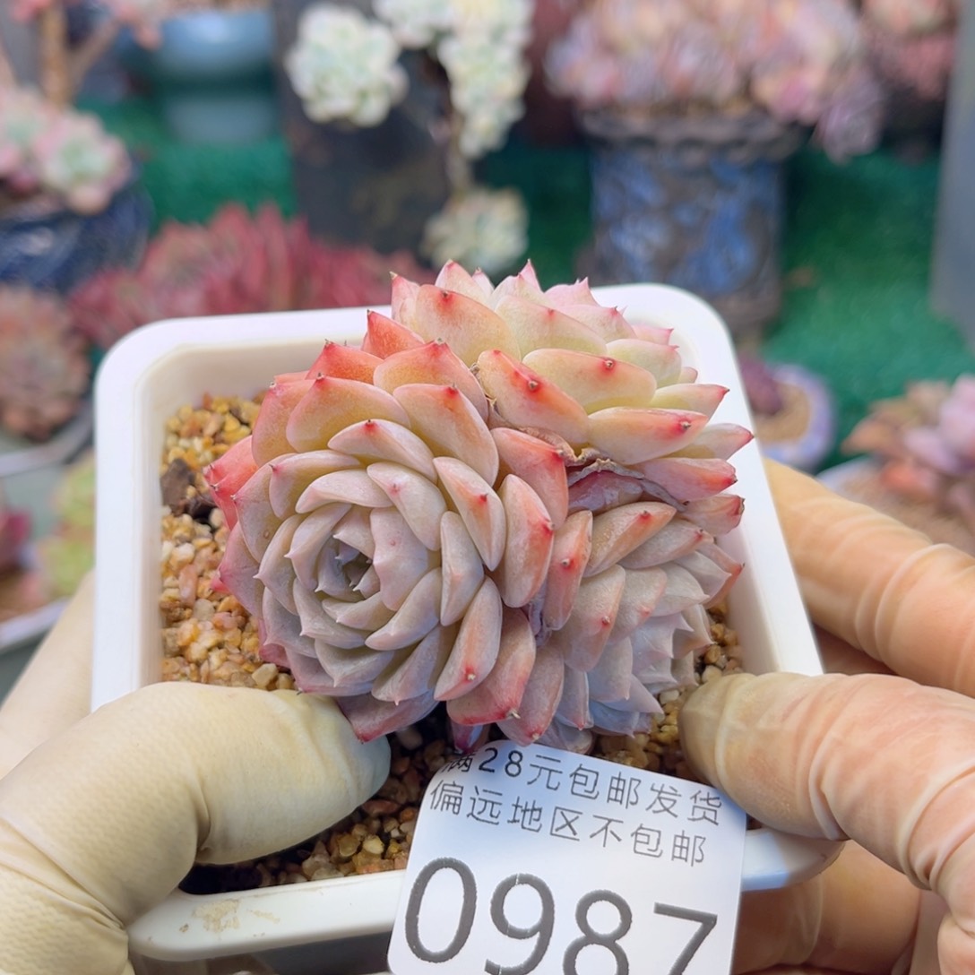 大0987；n xv xb dg b