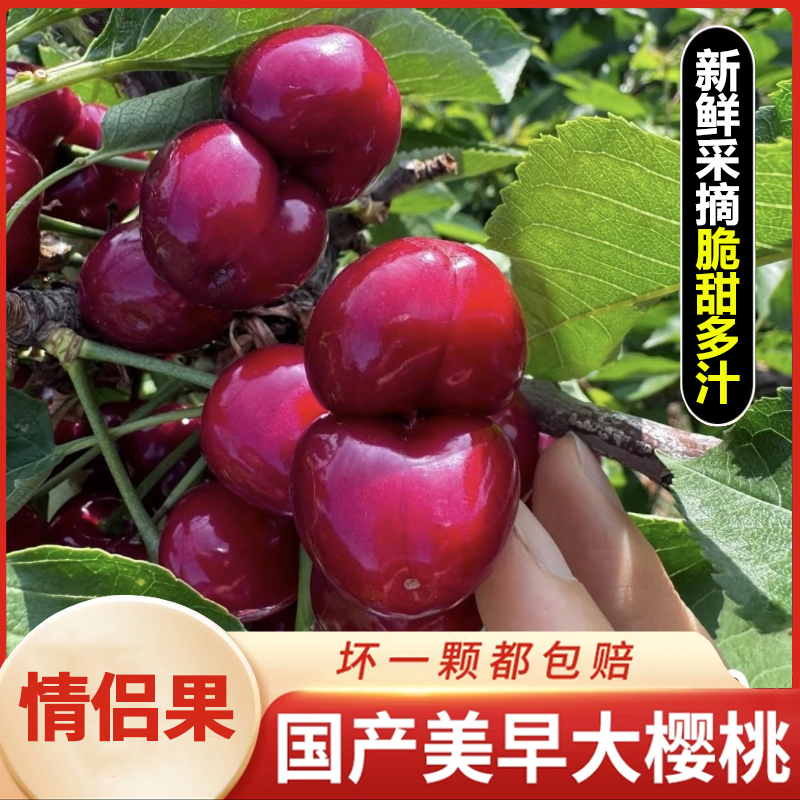 Z【美早情侣果5斤装】大樱桃双胞胎果新鲜现摘国产樱桃5斤空运