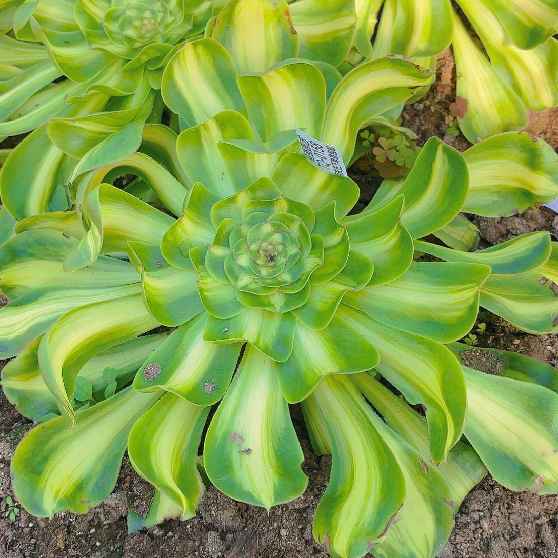 暴君多肉植物158