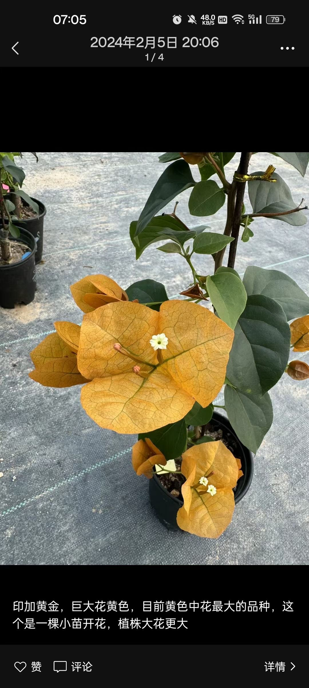 三角梅大苗好养易开花花卉基地不带花适合阳台种植