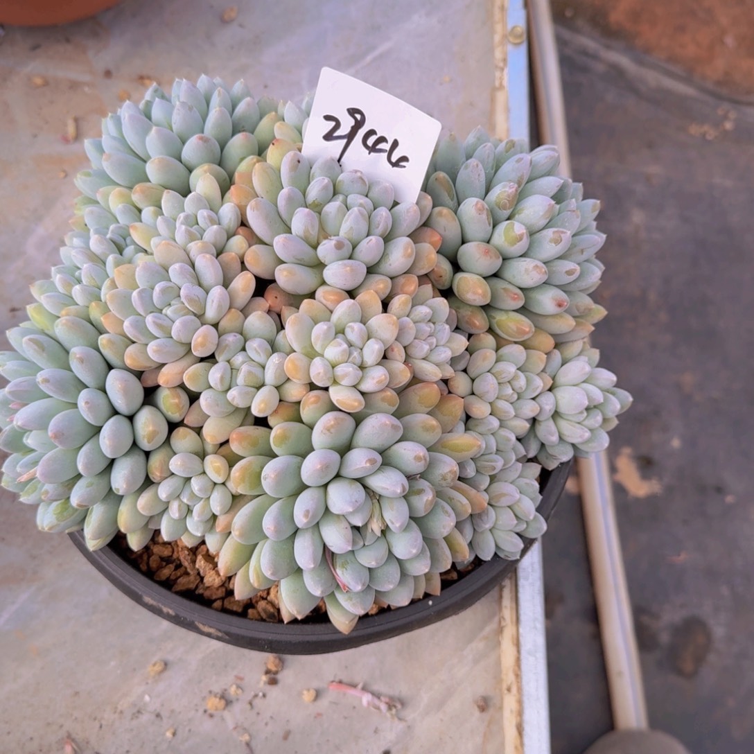 2944奶糖多肉植物生长