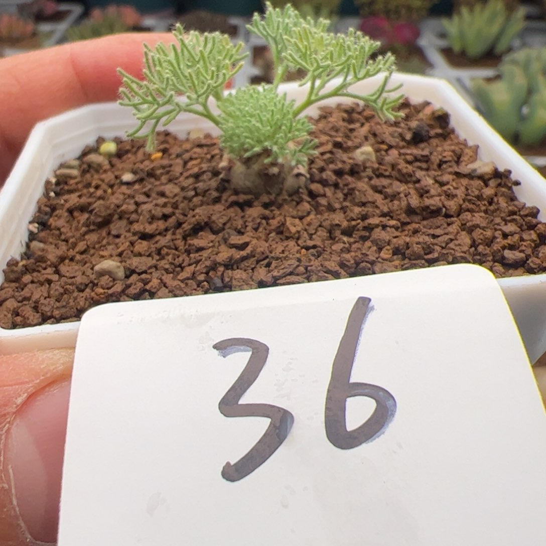 2.16白皮月届多肉植物36