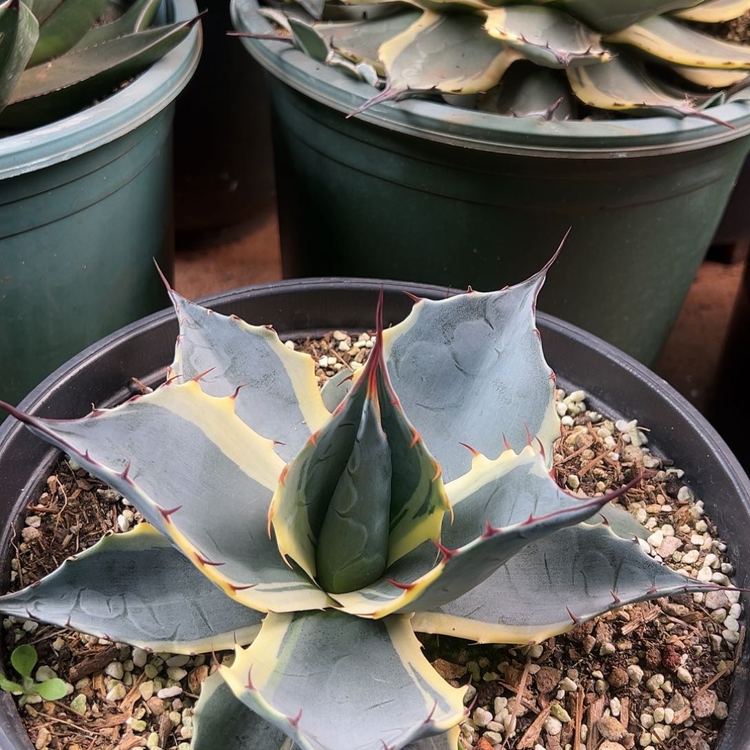 用***3多肉植物海洋之心