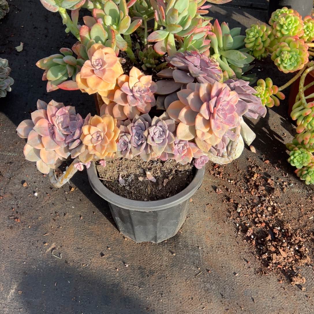 露养老桩脱土裸根紫乐锦