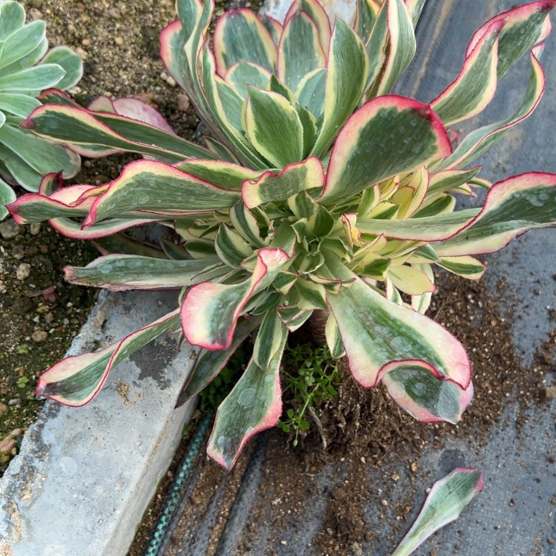 63魅影多肉多肉多肉