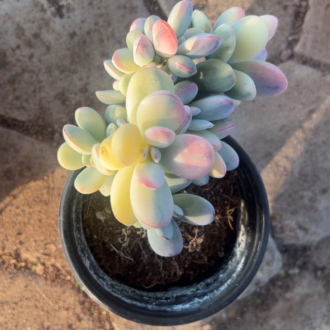 一*多肉乒乓福娘锦2240号