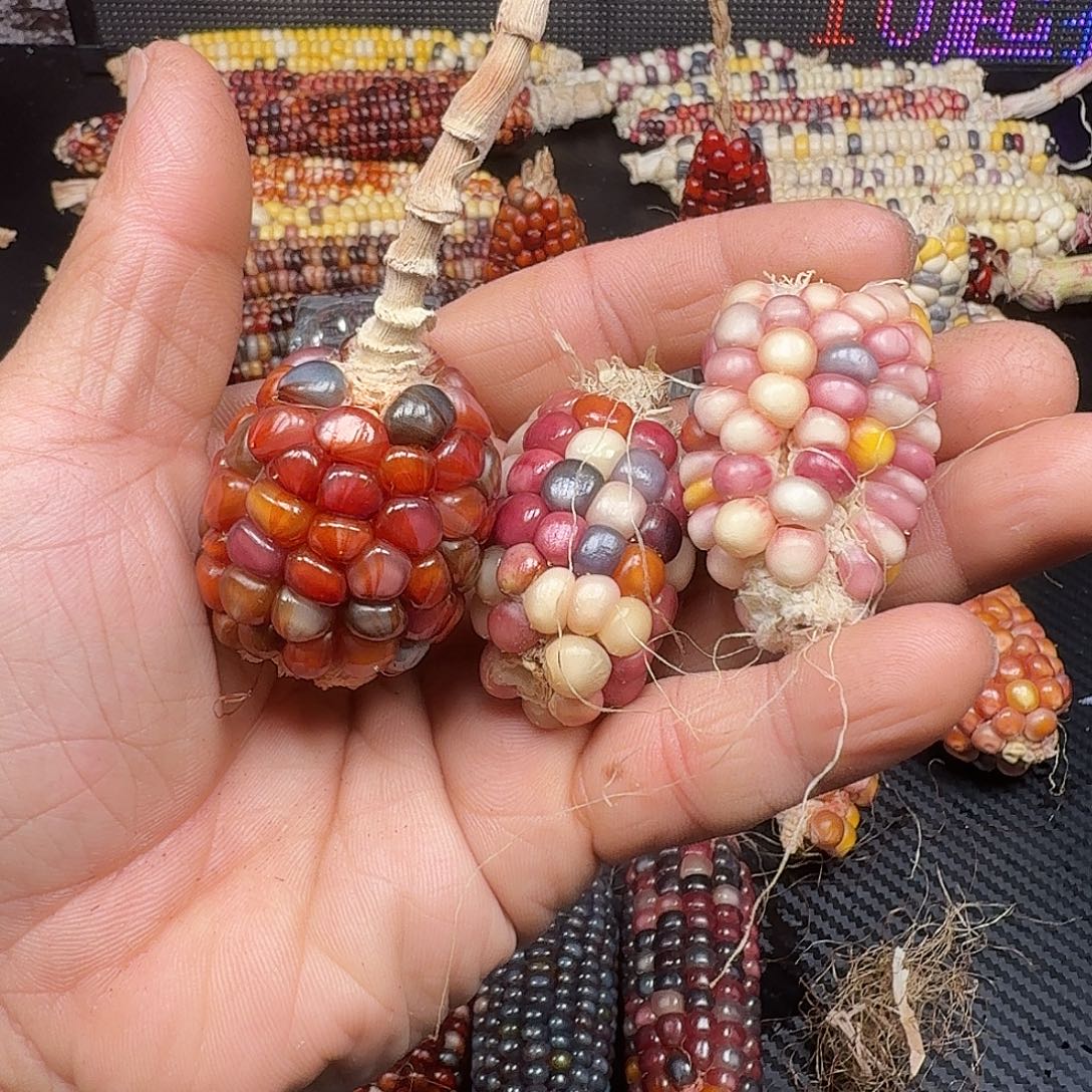 D***M大叶紫檀（黑酸枝木类）