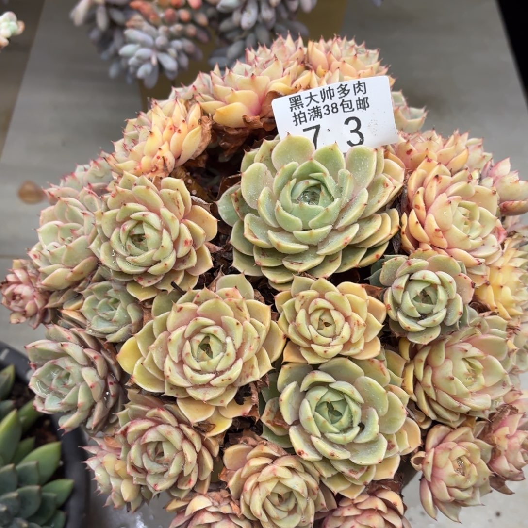 y***J黑大帅多肉73本吧