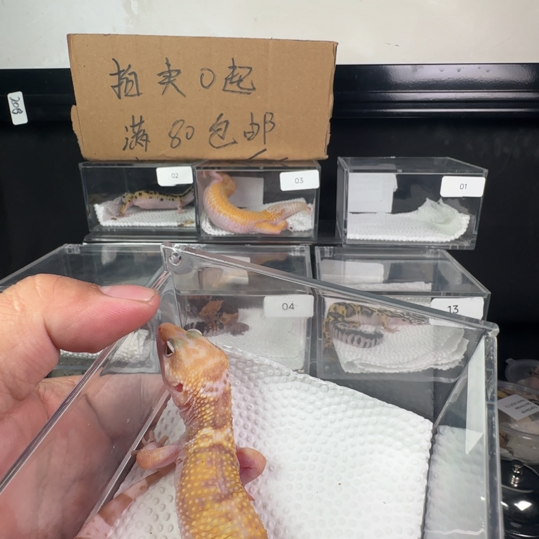 豹纹守宫川普妹妹