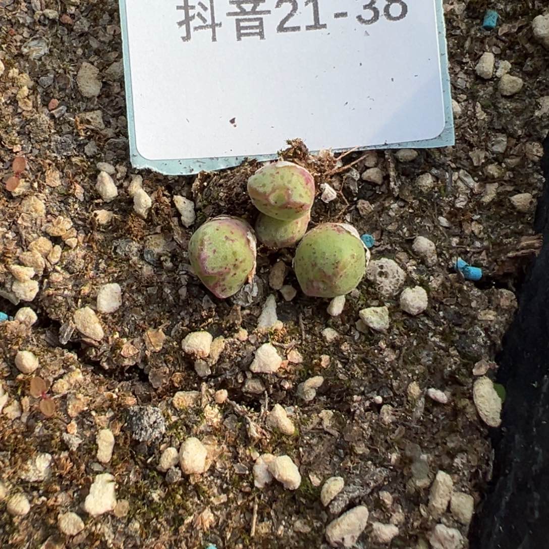 21+38量拍原始斑马5颗