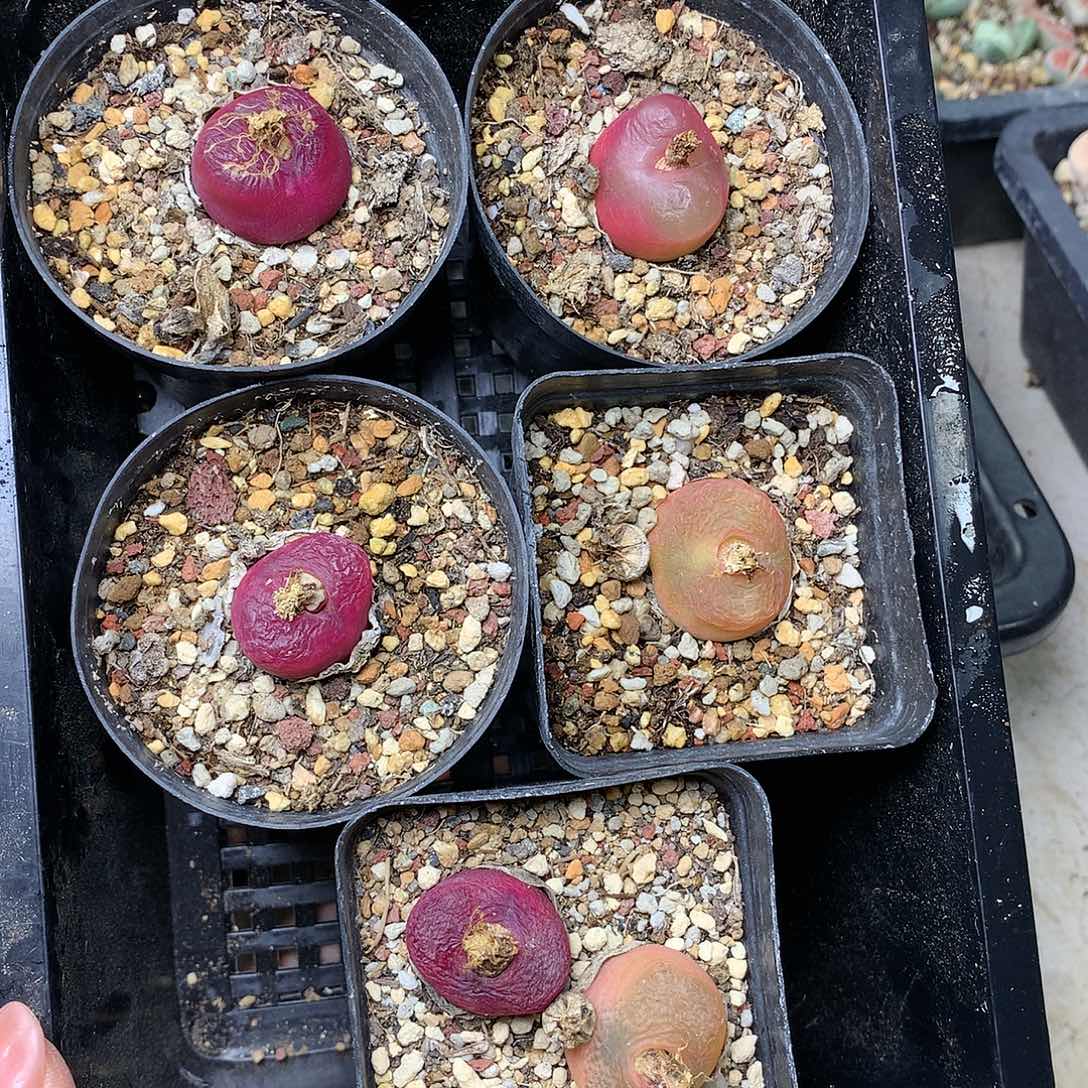 E56多肉植物保护研究所