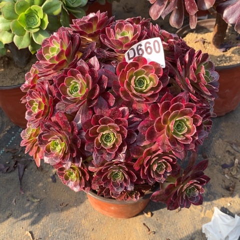 安娜多肉植物法师不包损有断枝