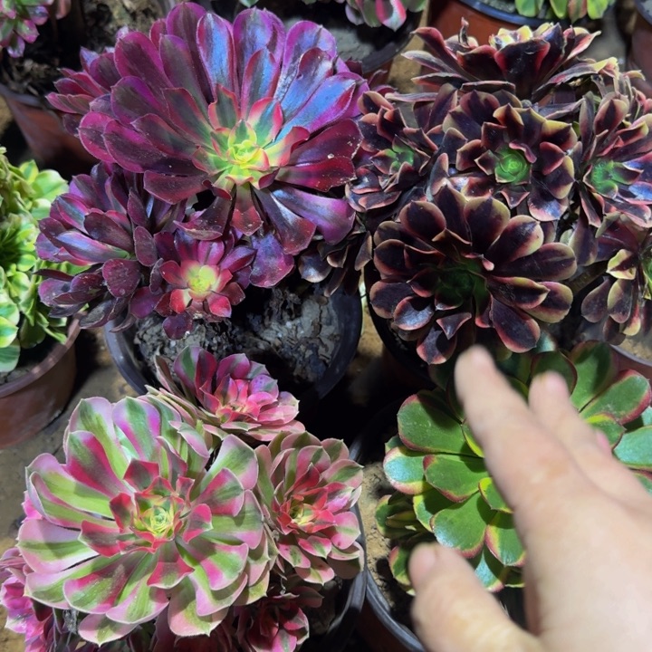 美杜莎➕欧嘉莉➕粉女巫➕奶白19.9