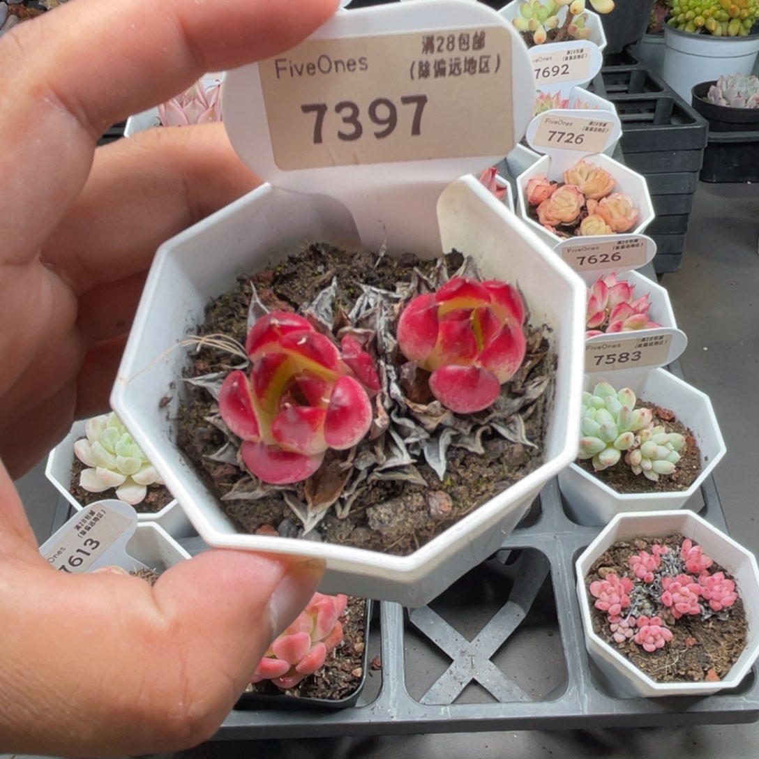 7397篝火4.0厘米