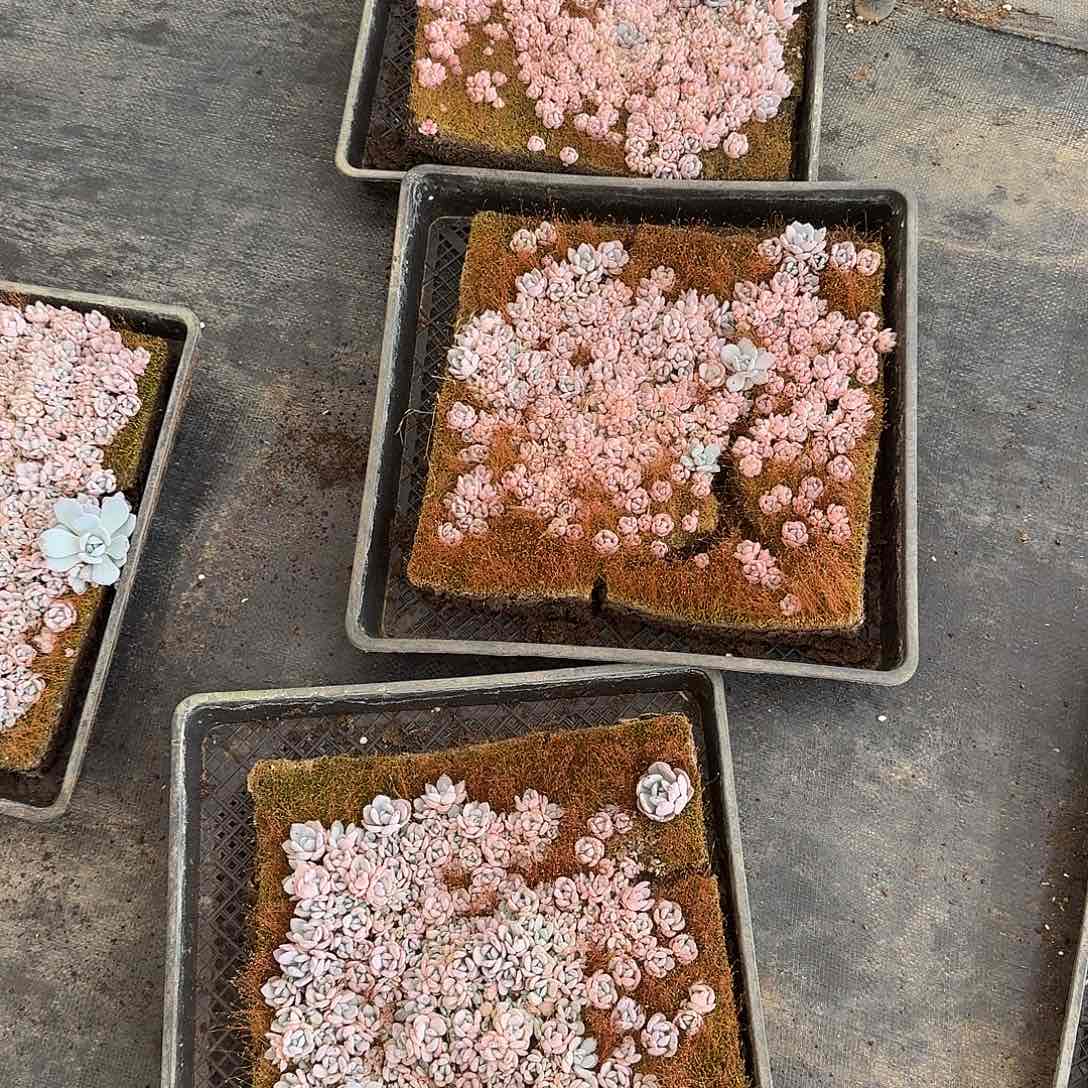 11-23奶盖切糕一盘量拍右四