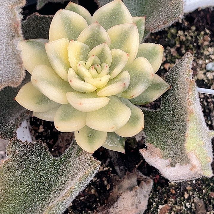 尚品特价罗德汉娜锦嫁接