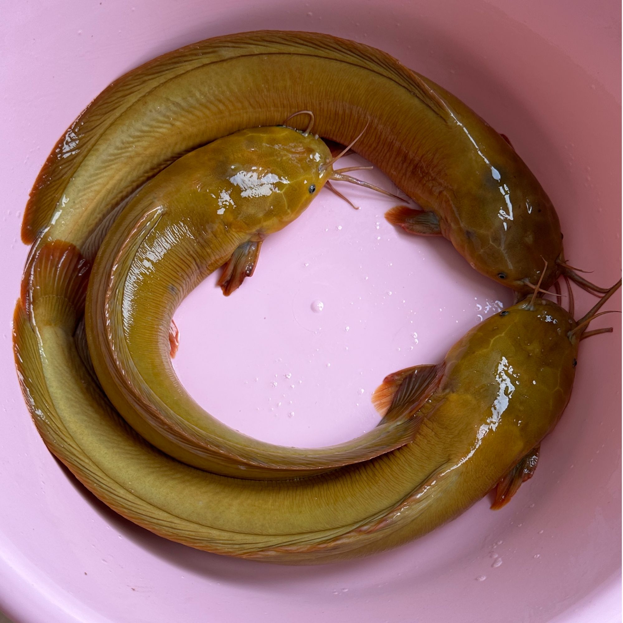 【1】用壮一代4.0版本 塘角鱼塘鲺宠物活体淡水观赏好养包邮