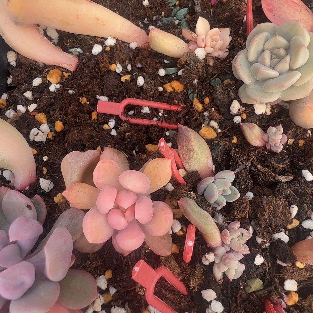 *****多肉植物多肉植物