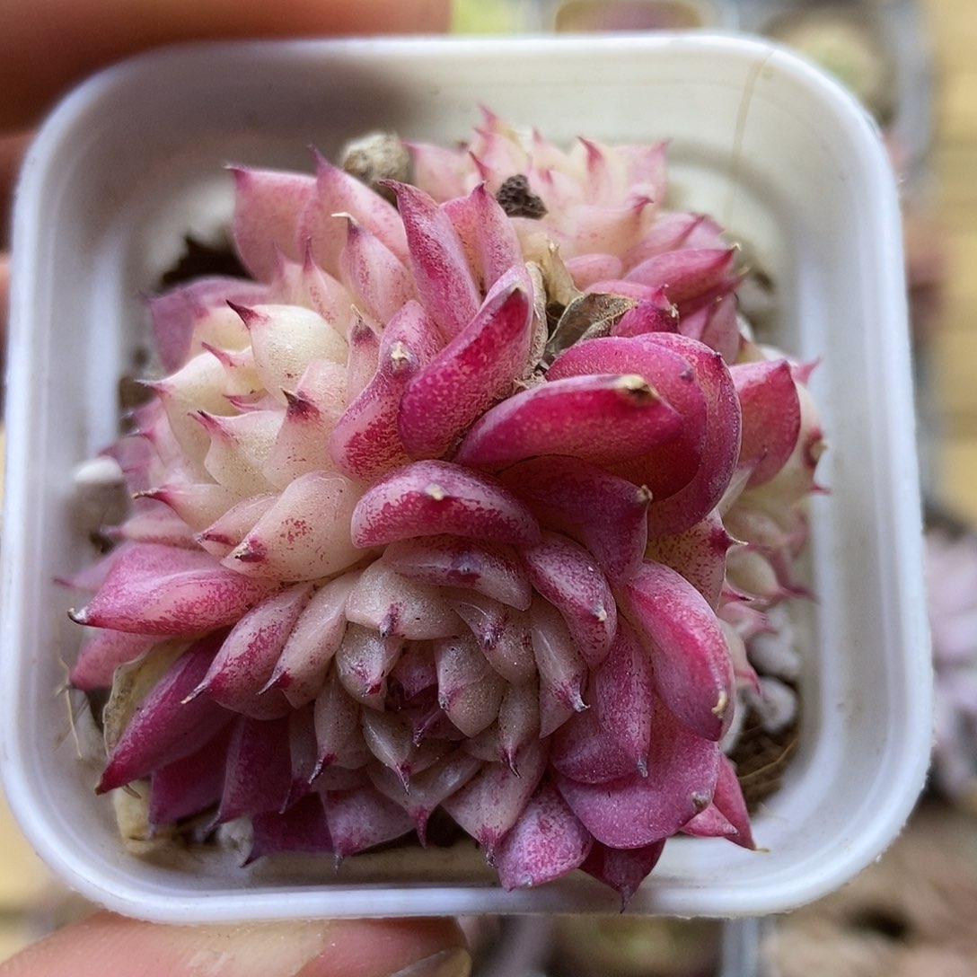 一物一拍一单包邮 172