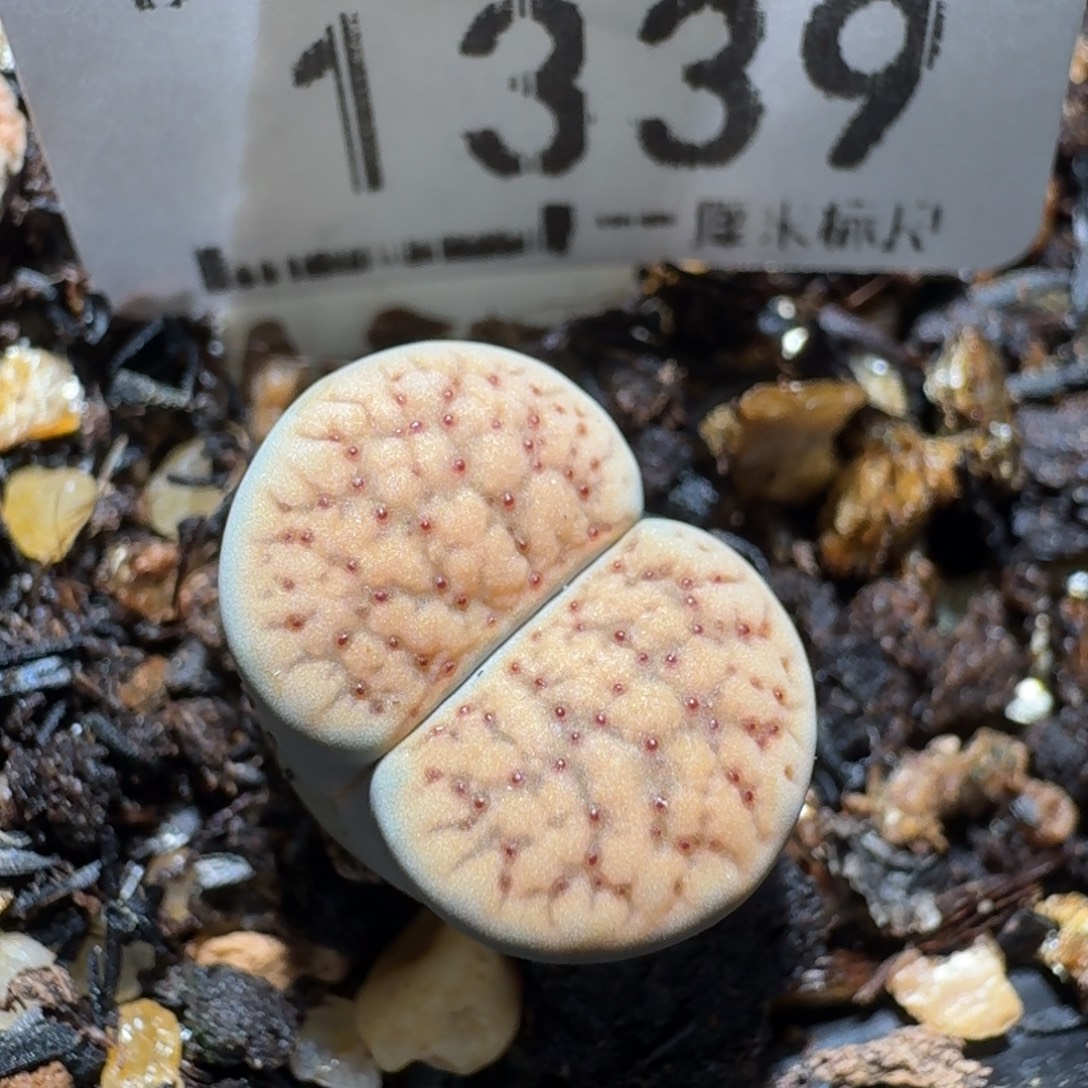 z小黄车里捡漏啦1339德州