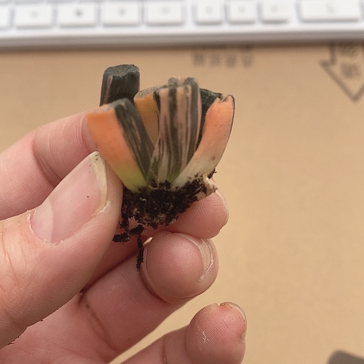 十二卷多浪哥锦1111