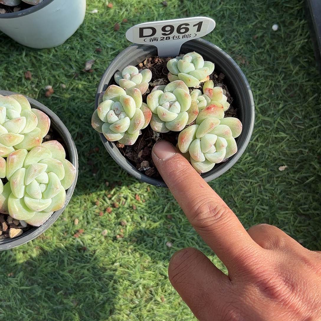 D961麦秆一物一拍