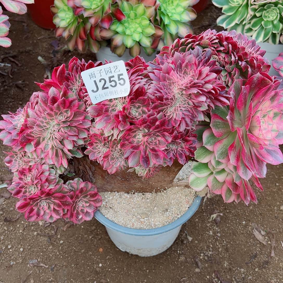 255倾城缀化尺寸30左右