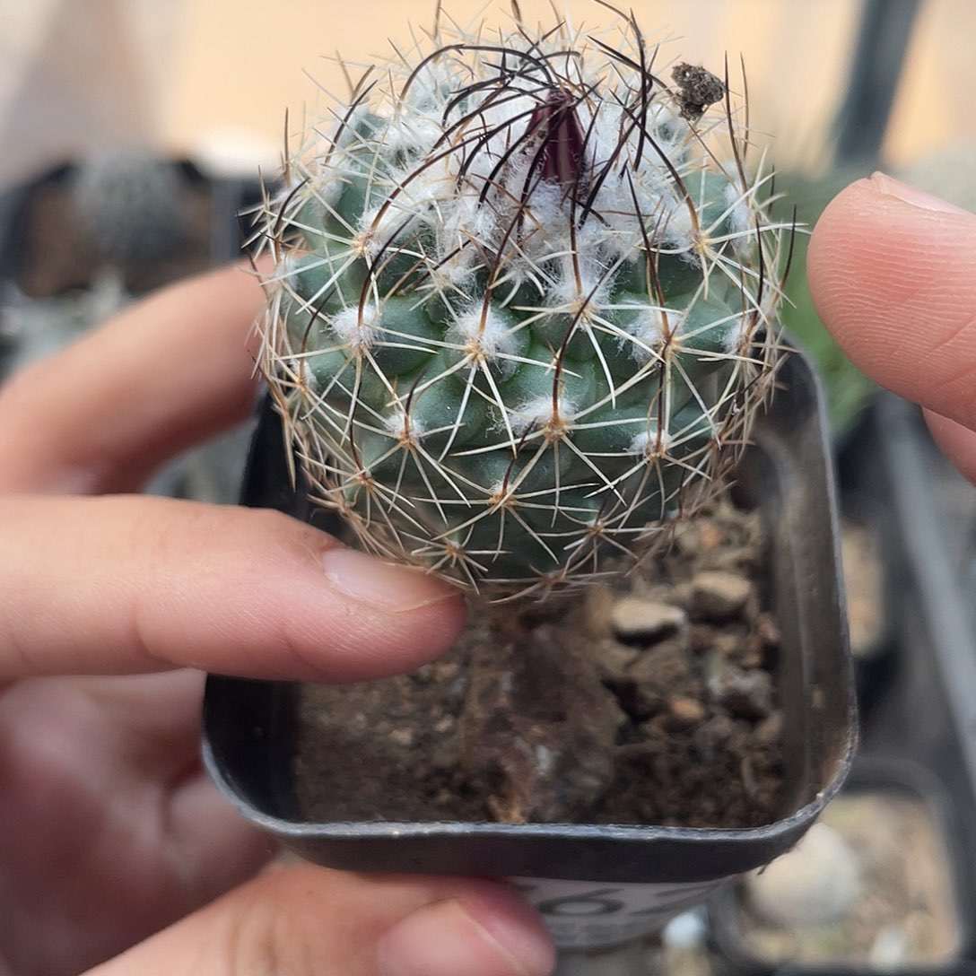 762内里纱仙人球植物