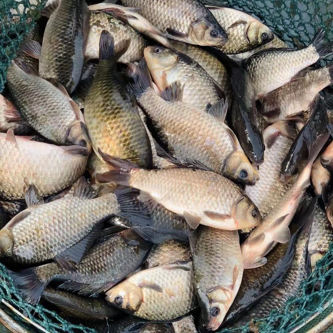 顺丰包邮 野生鲫鱼6斤不杀 （1斤3-5条）保鲜不保活